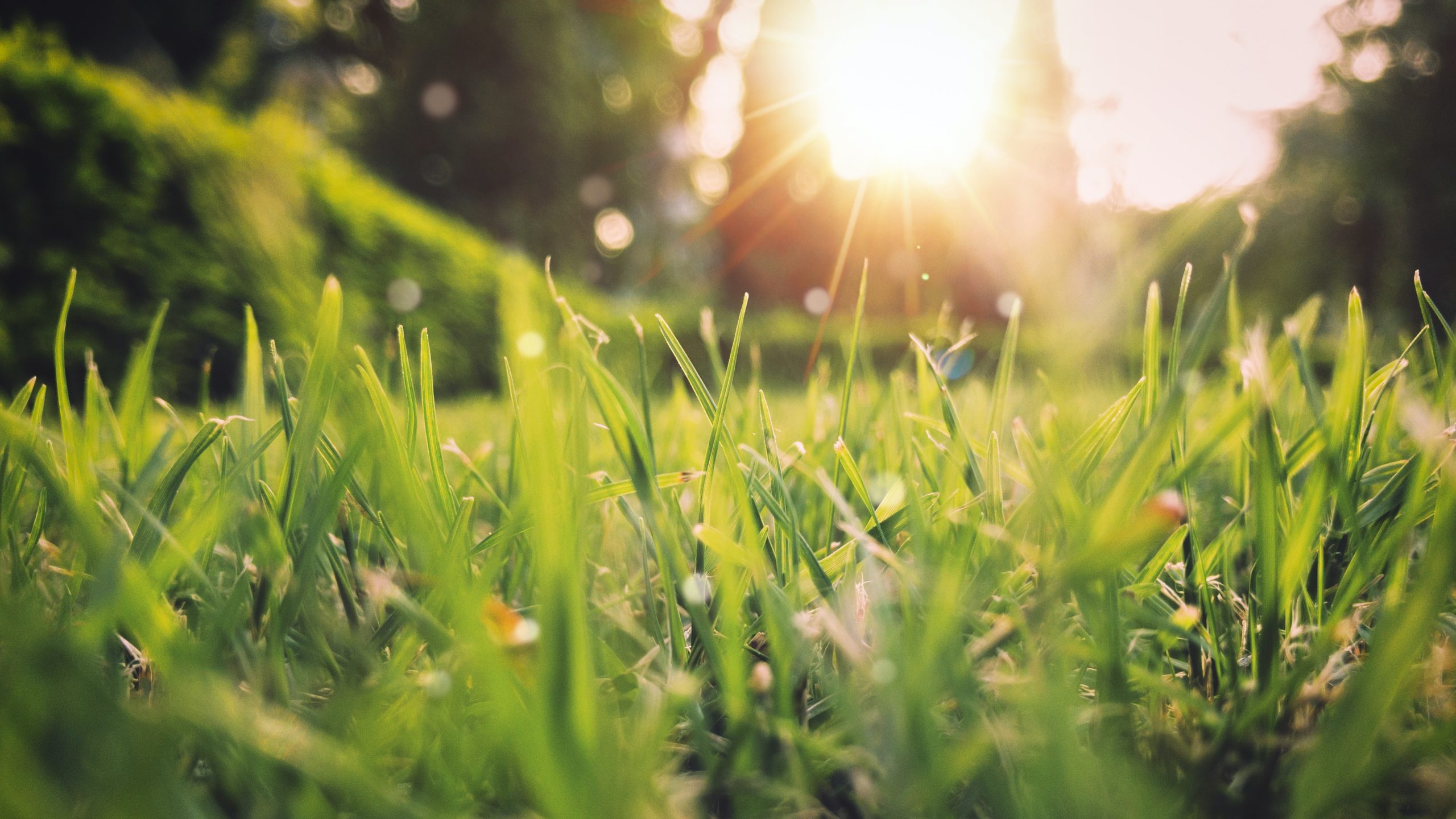 Beauty shot of grass and the sun filtering through the trees.