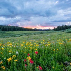Beautify phot of a meadow, flowers, hills, trees, sky and a sunset.